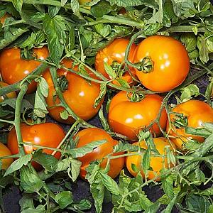 Seminte de rosii Kitano Seeds Aisan F1
