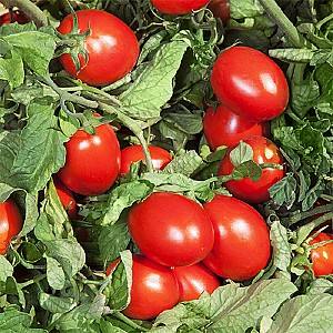 Seminte de rosii Kitano Seeds DERICA F1 (10000)