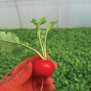 Seminte de ridiche Kitano Seeds KS 1297 F1