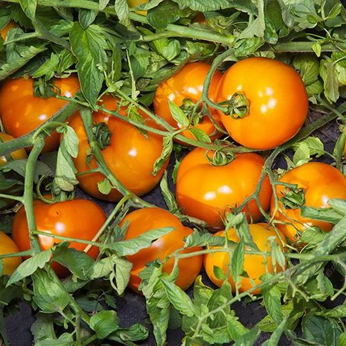 Seminte de rosii Kitano Seeds Aisan F1