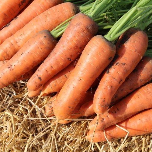 Семена моркови Clause Боливар F1