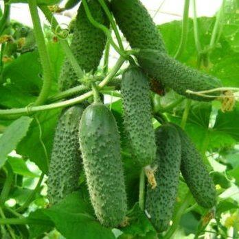 Seminte de castraveti Rijk Zwaan Kybria F1