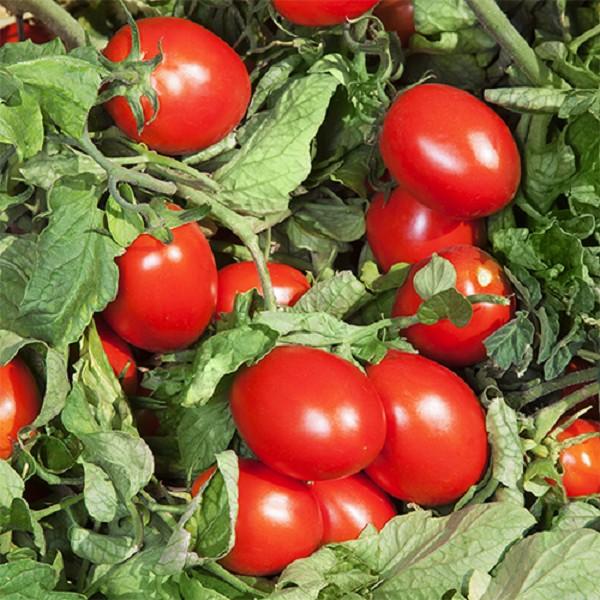 Семена помидор Kitano Seeds DERICA F1 (10000)