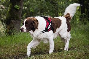 Ham pentru caini Beeztees K9 IDC Powerharness Size 1 RED 63-85
