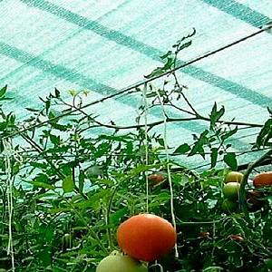 Plasa de umbrire Ekspand 62 1.5x25 m