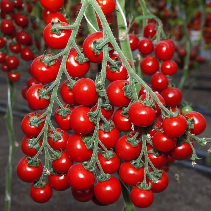 Seminte de rosii Kitano Seeds Itiro F1