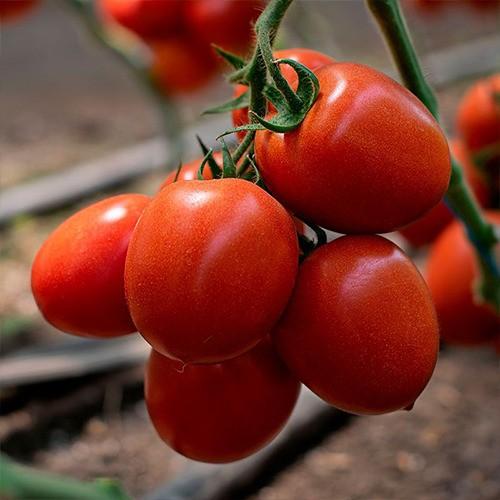 Seminte de rosii Kitano Seeds KS 3819 F1