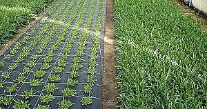 Peliculă pentru sere Greentech Agrotextil 90gsm (3x100m)