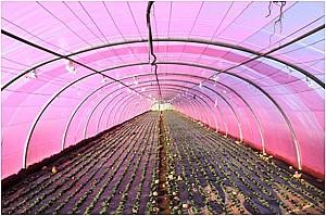 Peliculă pentru sere VM Folie roz UV+AB+LD+EVA 150mcr. H-10m, L-30m