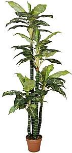Flori artificiale OEM/ODM Dieffenbachia 2 Green
