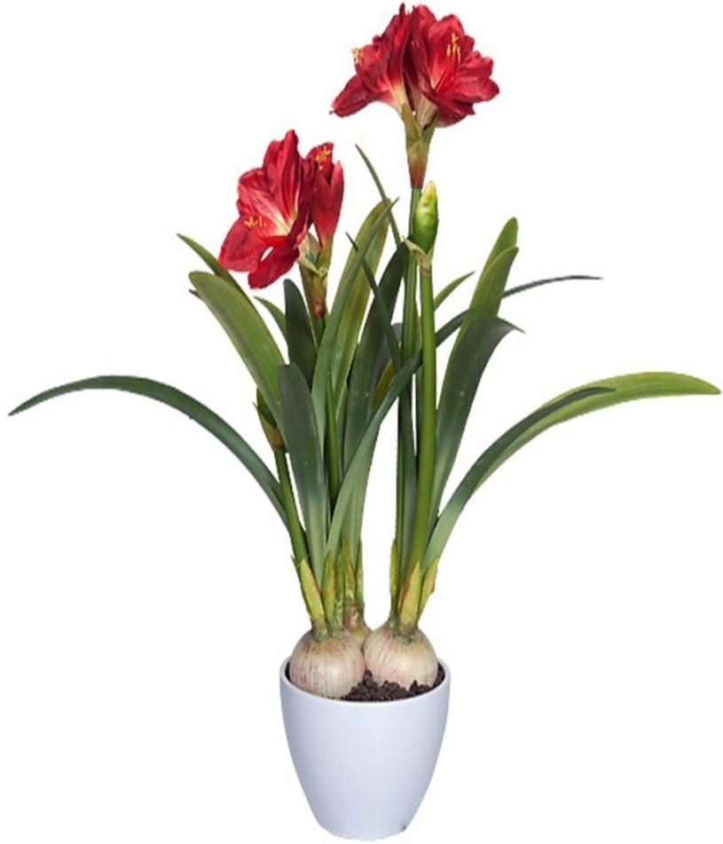 Flori artificiale OEM/ODM Amaryllis 76cm Green/Red