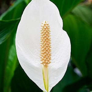 Flori artificiale OEM/ODM Spathiphyllum Patinii 100cm (Green/White)