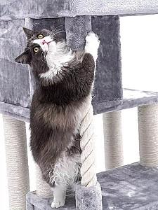 Ansamblu pentru pisici PETREBELS SWEET PETIT Lodge 107 Grey
