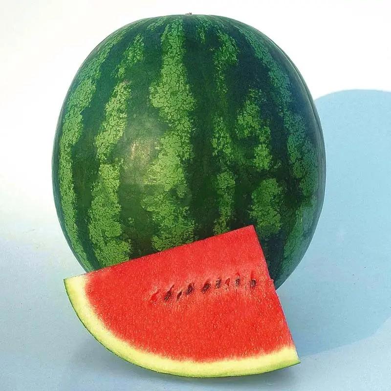 Seminte de pepene verde Known-You Seed Magnifica F1