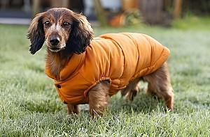  Beeztees Wisti Orange 36 (766605)