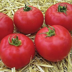 Seminte de rosii Clause Aphen F1