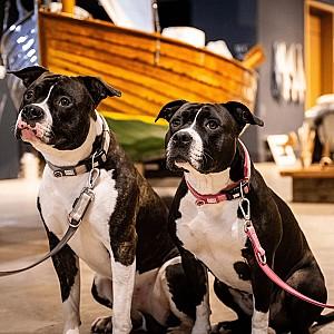 Zgarda pentru caini Max & Molly Matrix 2.0 Rose L