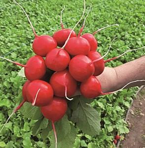 Seminte de ridiche Kitano Seeds KS 1297 F1