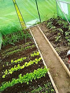 Seră de tip tunel GardenLine TUN5552