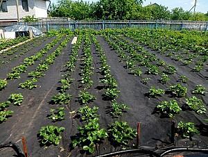 Peliculă pentru sere Bradas Agrofibra 80 g/m2 0.8x50 m