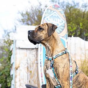 Ham pentru caini Max & Molly Aloha M