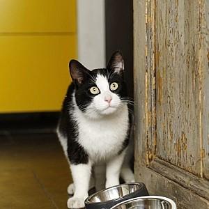 Bol pentru pisici DBL My Fav Cat Grey
