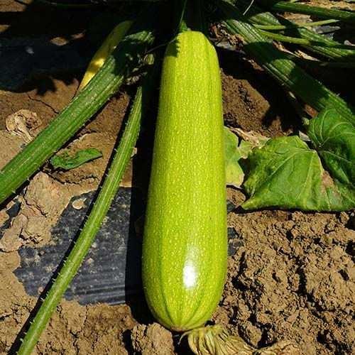 Семена цуккини Kitano Seeds Язума F1
