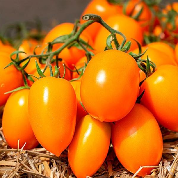 Семена помидор Kitano Seeds BENIGARA F1 (100)